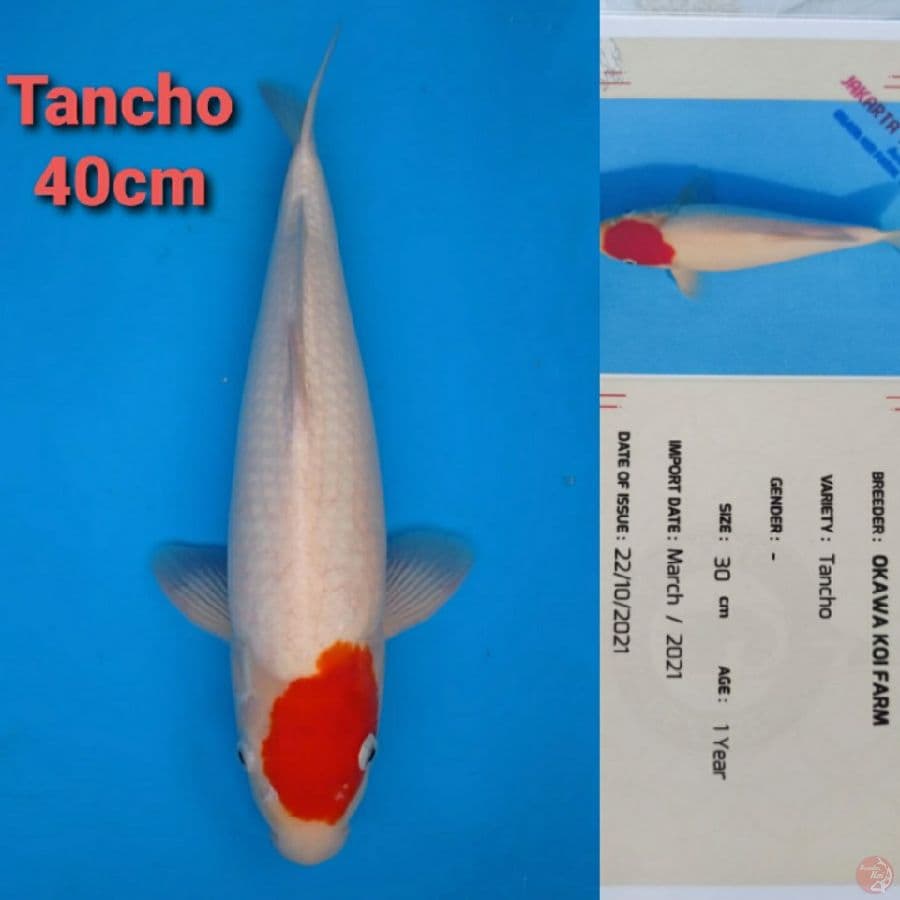 OKAWA TANCHO KOHAKU 40CM