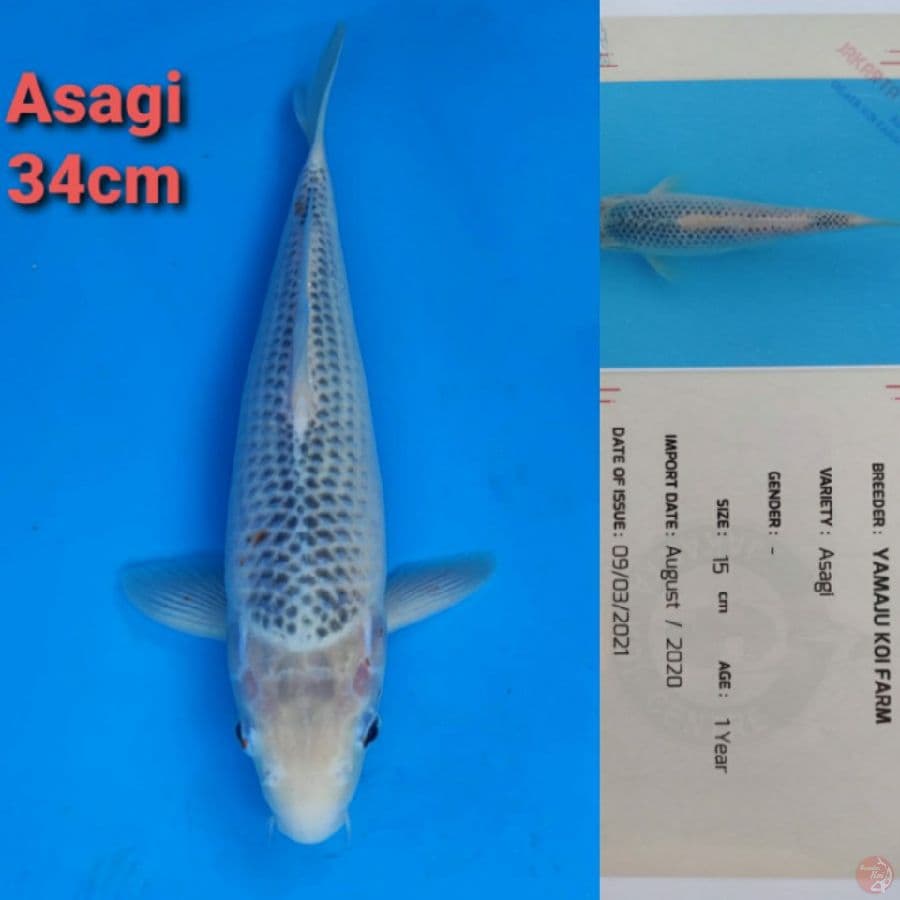 YAMAJYU ASAGI 34CM
