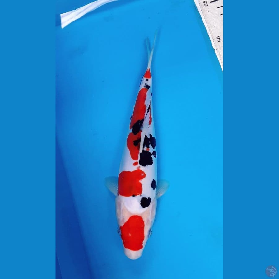 Maruten Sanke doitsu 26 cm
