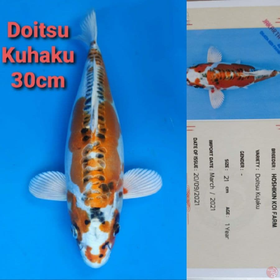 HOSHIKIN DOITSU KUJAKU 30CM