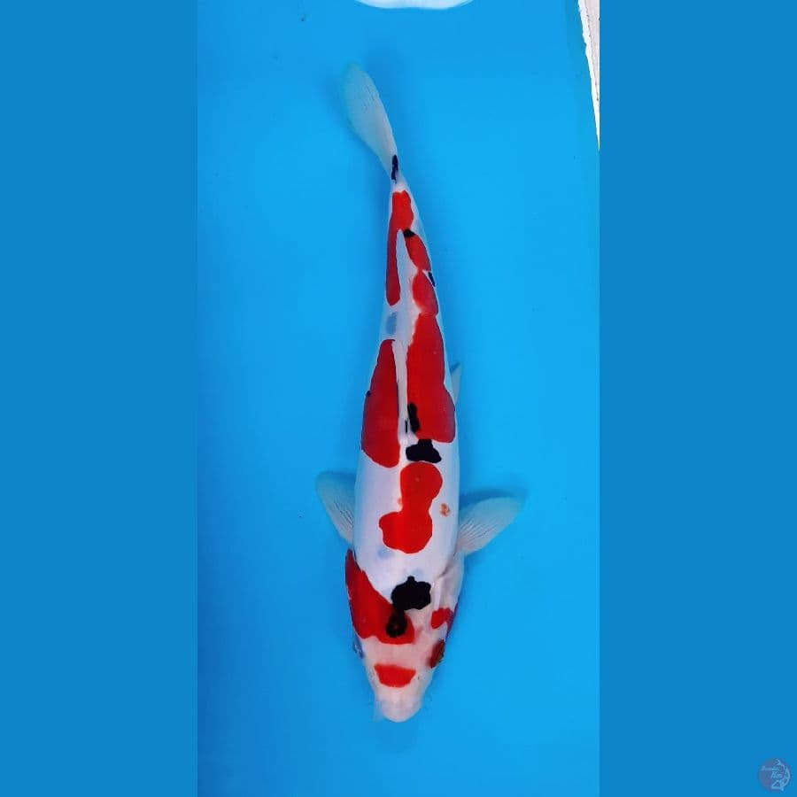 Sanke doitsu 26 cm