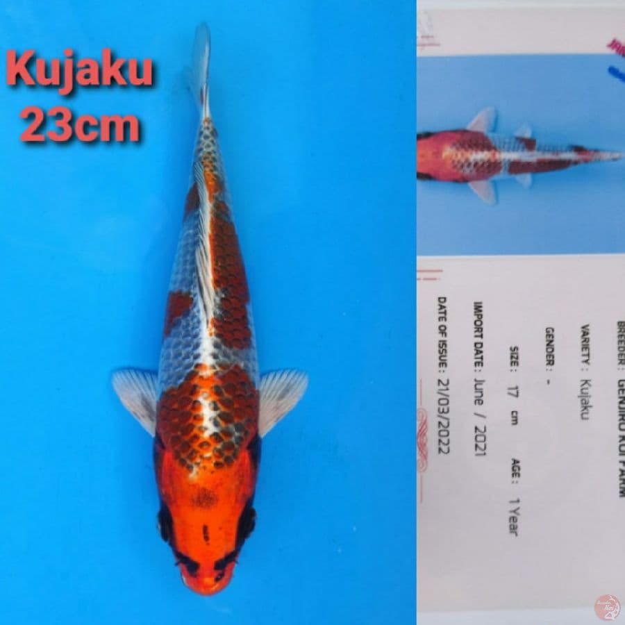GENJIRO KUJAKU 23CM