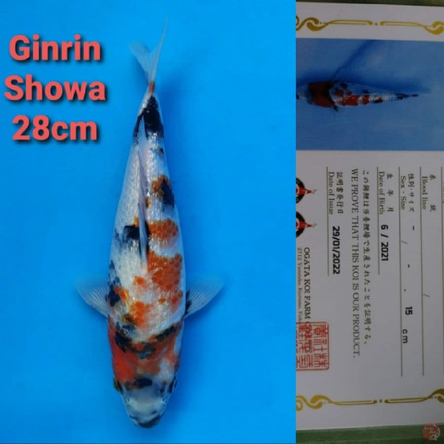 OGATA GINRIN SHOWA 28CM