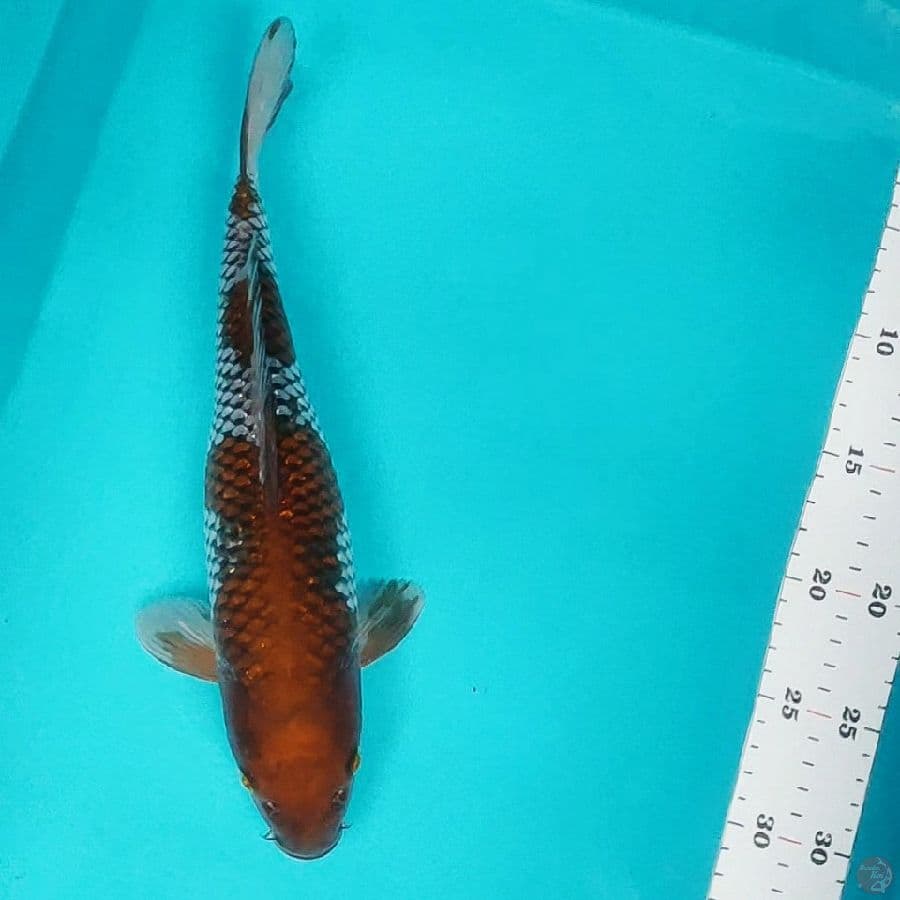 ochiba shigure 31cm fm