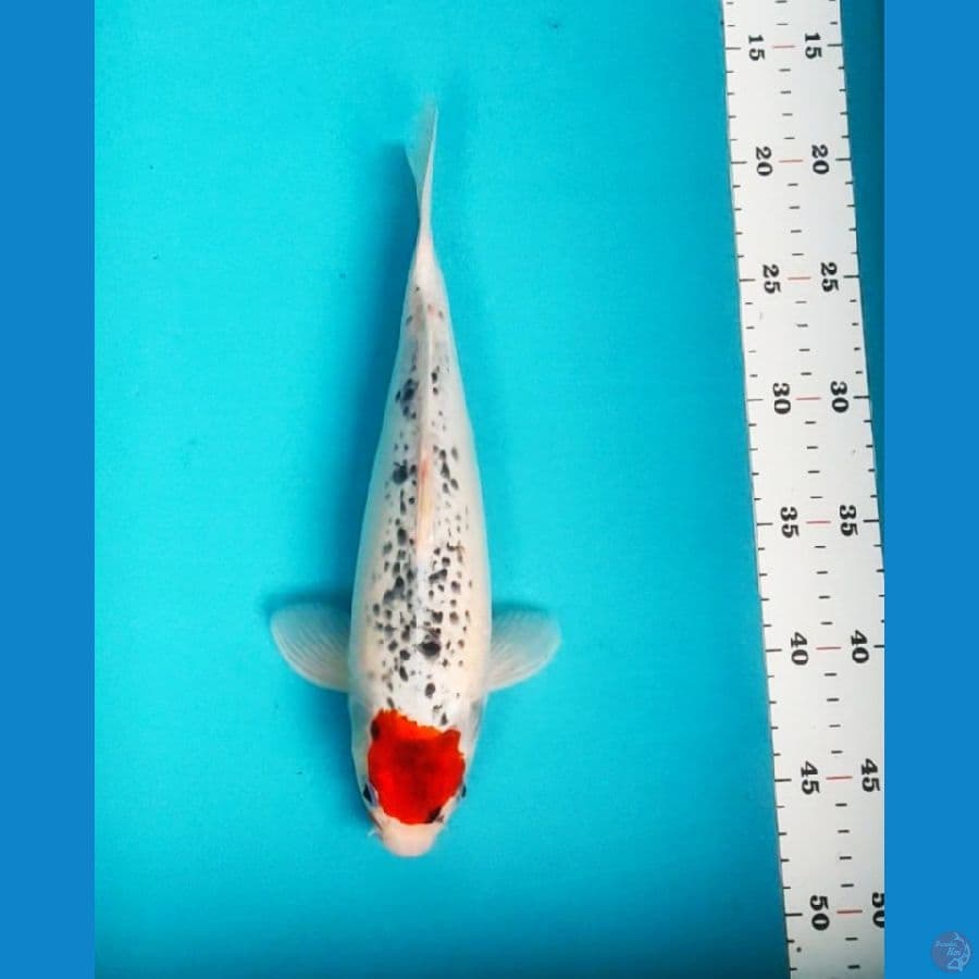 tancho goshiki 28cm fm