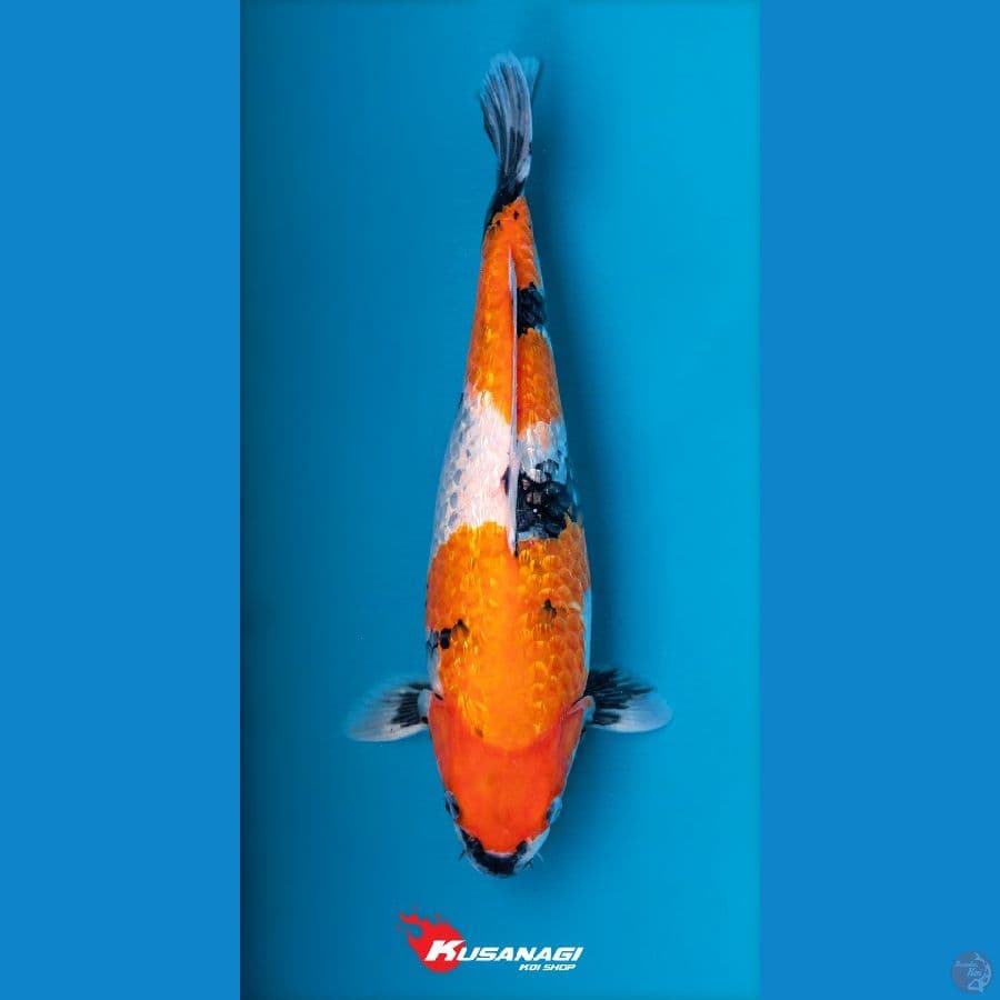 Showa Ginrin 40cm Female Munuk