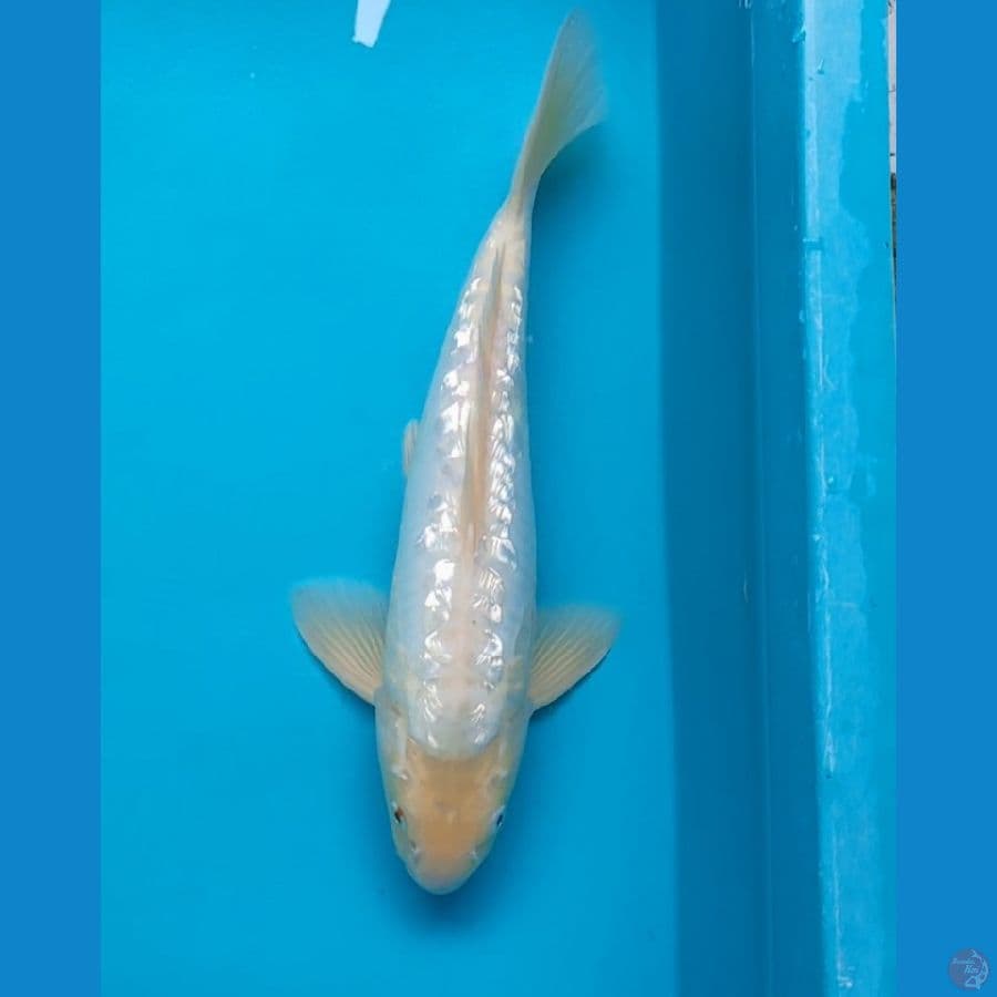 shiromuji rare ginrin 35cm male