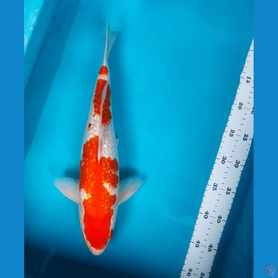 kohaku ginrin strong 37cm male