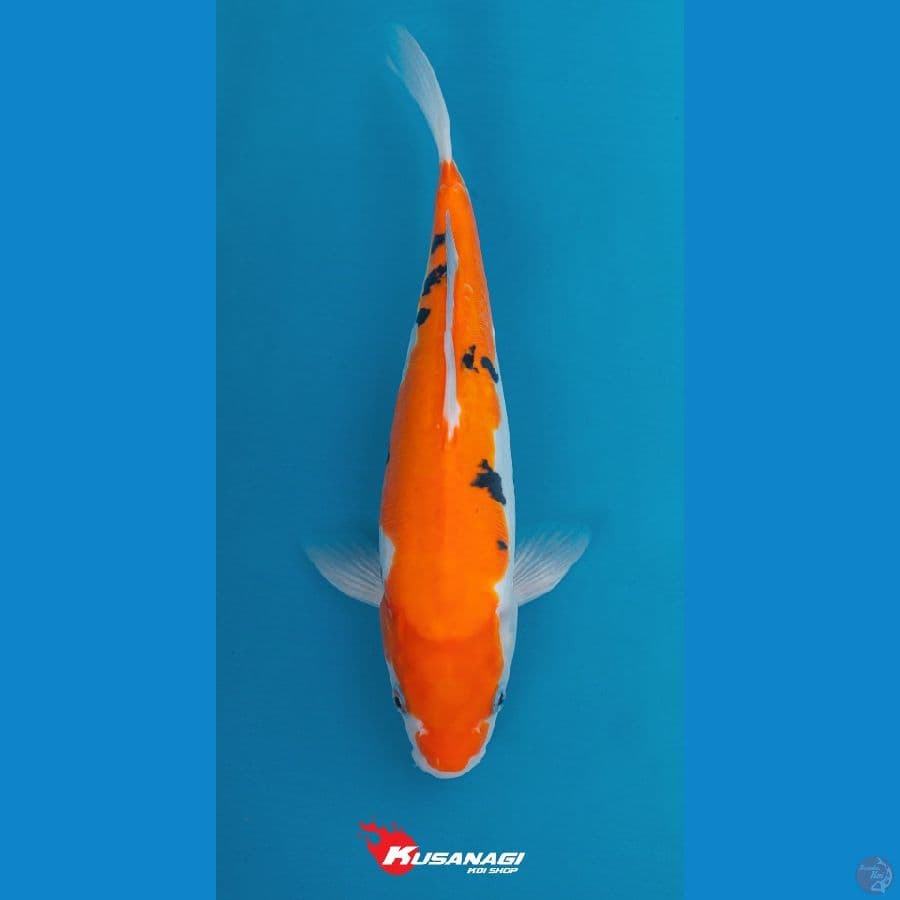 Doitsu Bekko Sanke 28cm