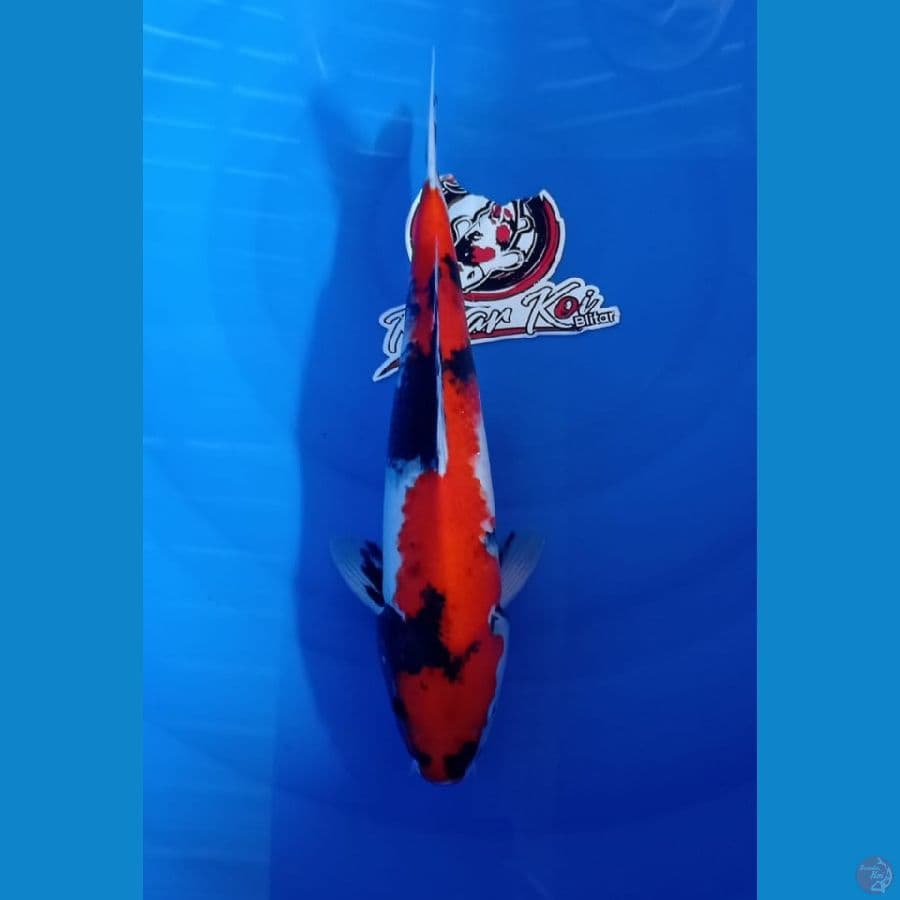 KAISAR - SHOWA_37CM_JANTAN