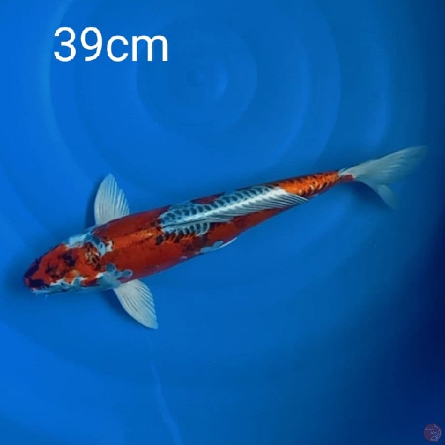 beni kikokuryu 39cm