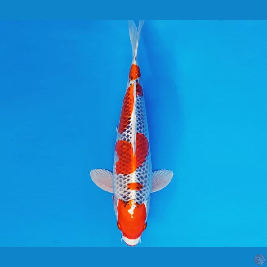 SABURO 1 - KUJAKU 31 cm/fm ®