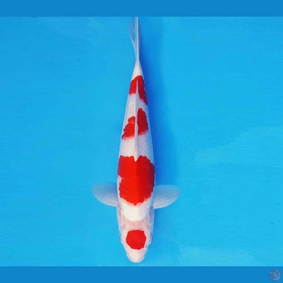 SABURO 3 - MARUTEN KOHAKU 26 cm/male ®