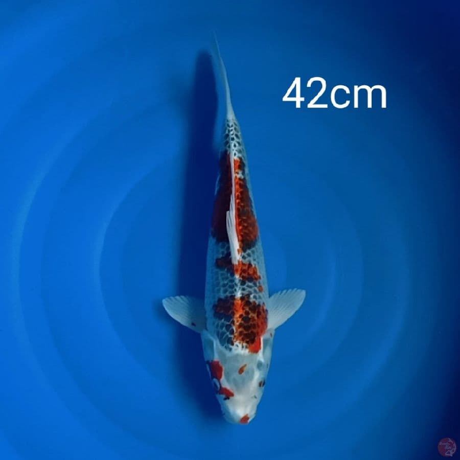 kujaku 42cm
