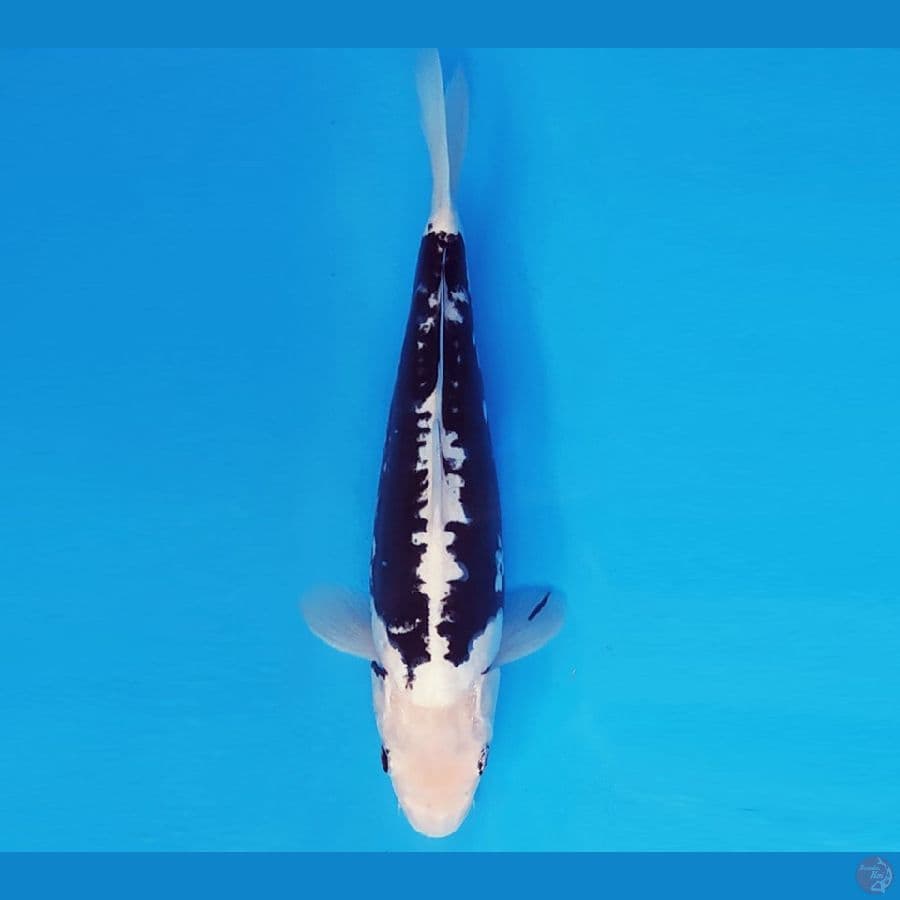 SABURO 5 - KUMONRYU 29 cm/fm ®