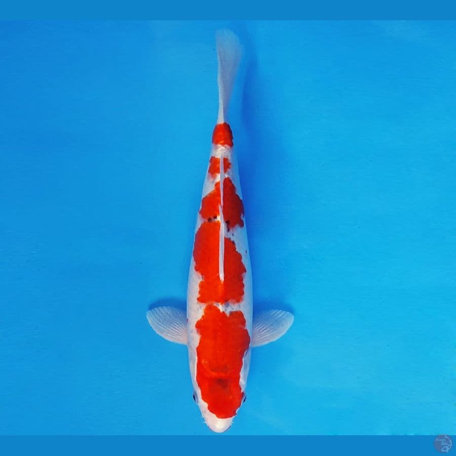 SABURO 8 - GOSHIKI EVO 34 cm/fm ®
