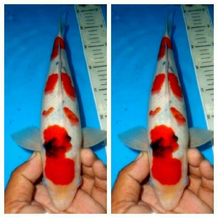 Sanke f1 male