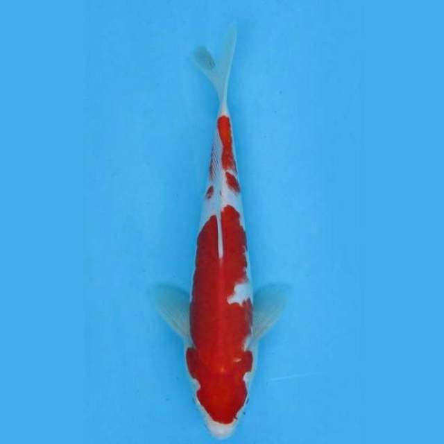 Near Koi - Deep red two step 21cm