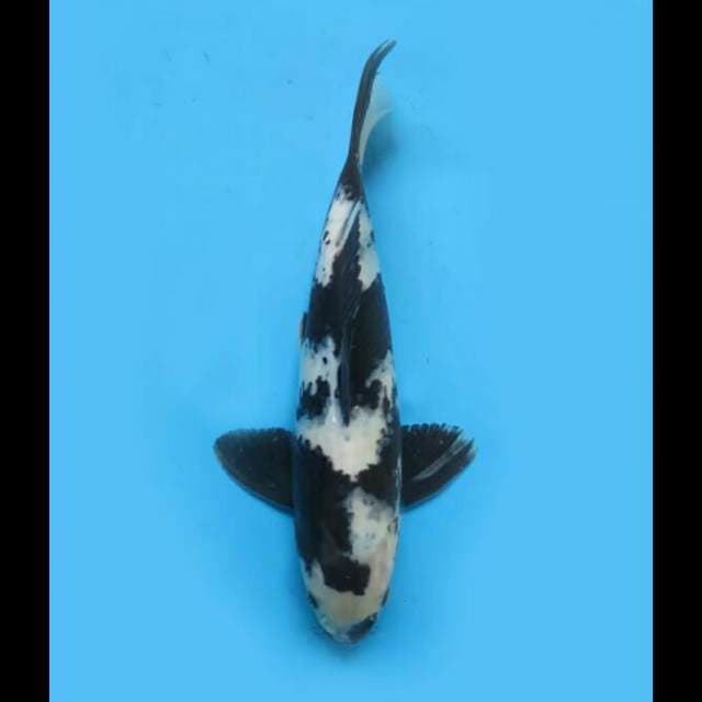 28cm Male - Shiro Utsuri Jet Black