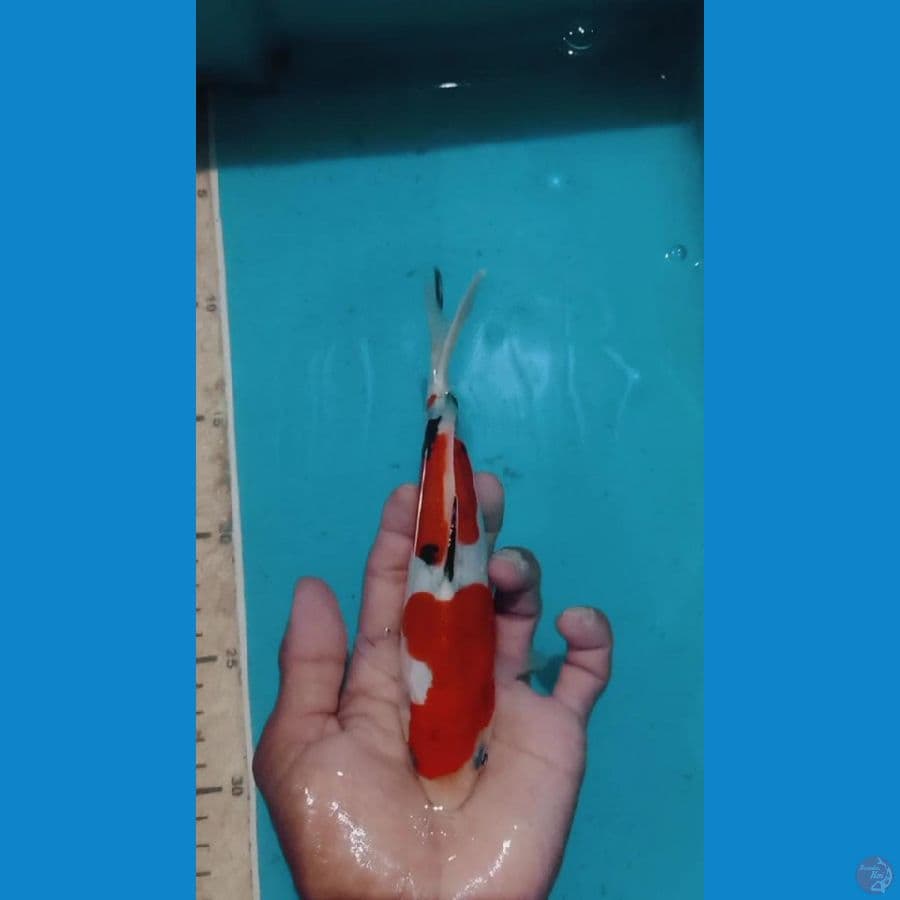 minion doitsu 3