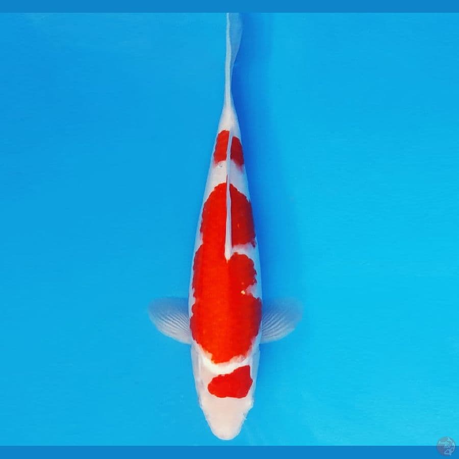 SABURO 13 - KOHAKU 30 cm/fm ®