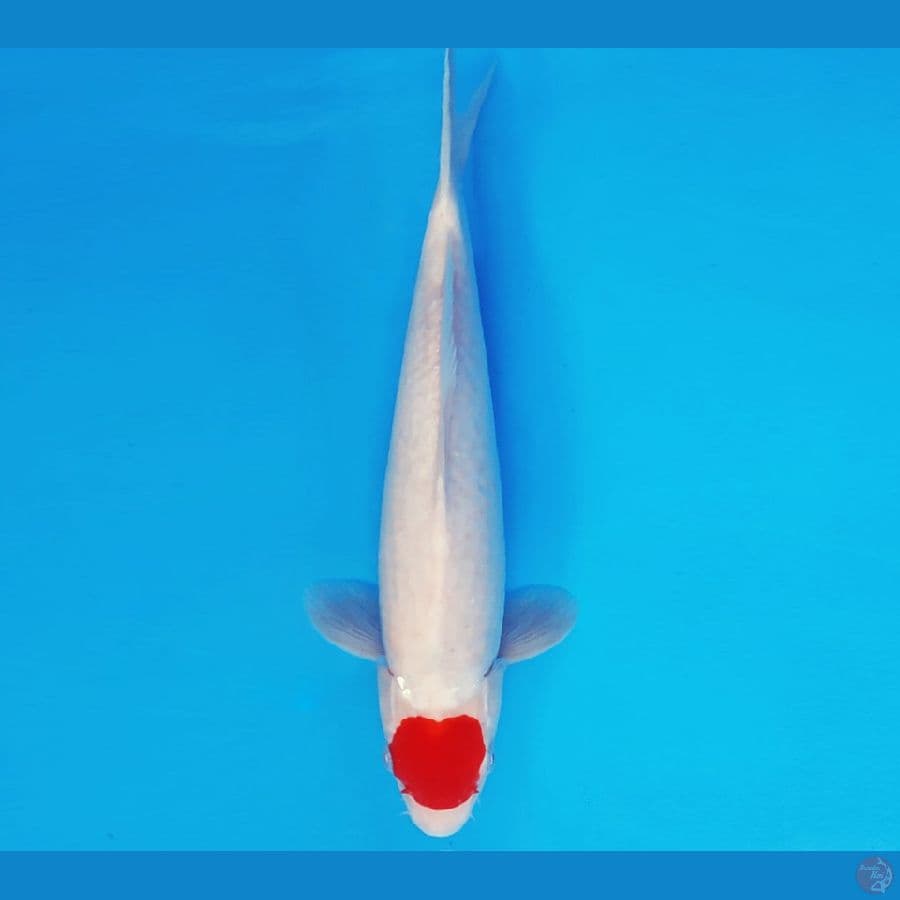 SABURO 14 - TANCHO 32 cm/male ®