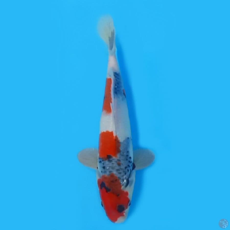 SHOWA TATEGOI 28CM - MALE