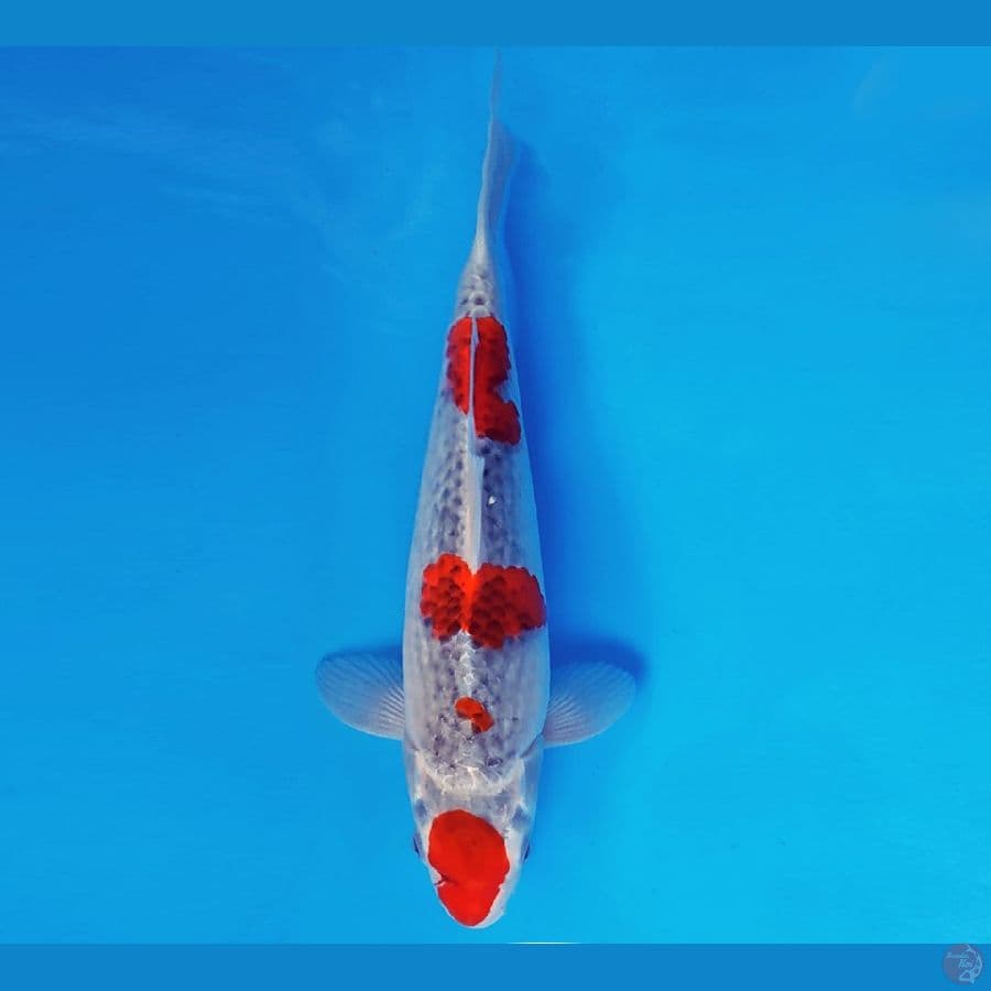 SABURO 15 - GOSHIKI 32 cm/fm ®