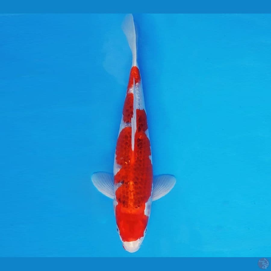 SABURO 17 - GOSHIKI 32 cm/male ®