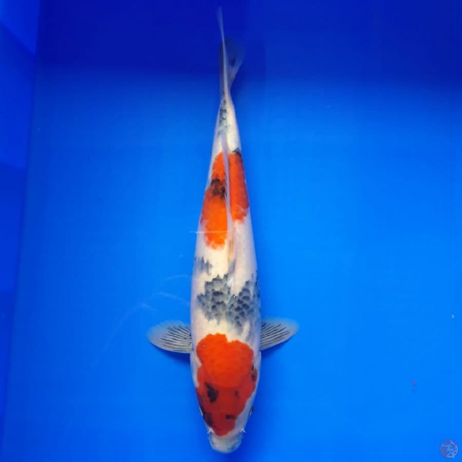 Showa Tategoi 33cm