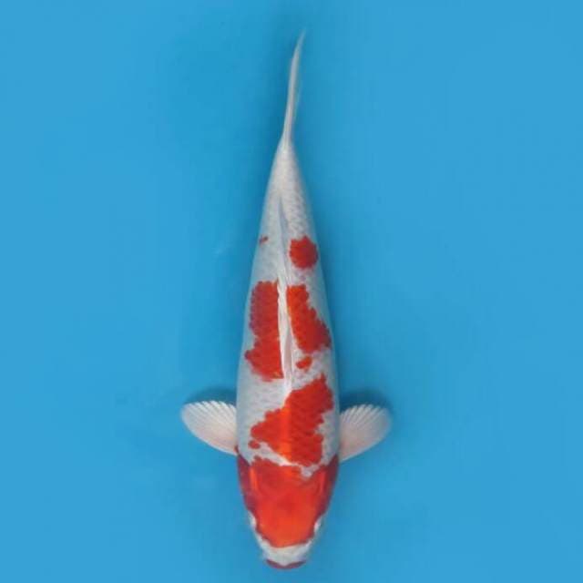 29cm - Gin Kohaku Antik