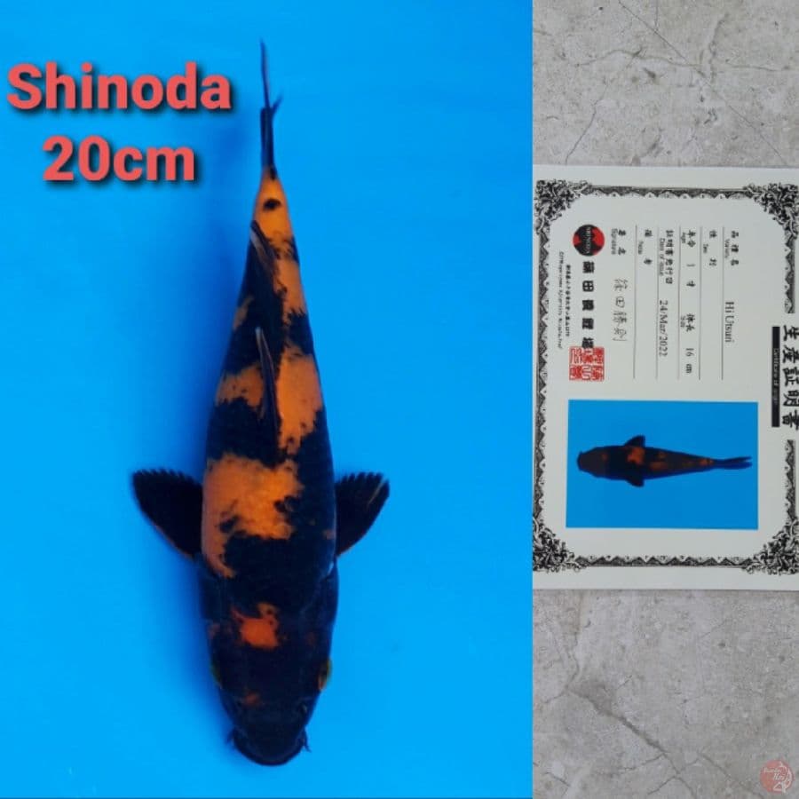 SHINODA HIUTSURI 20CM