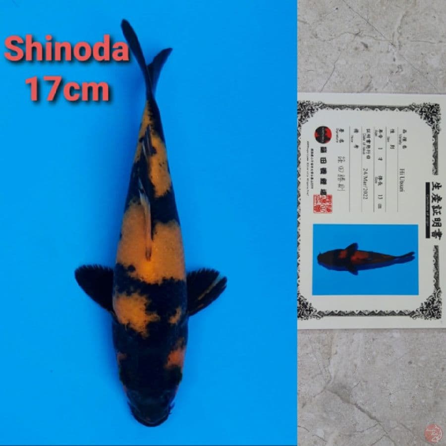 SHINODA HIUTSURI 17CM