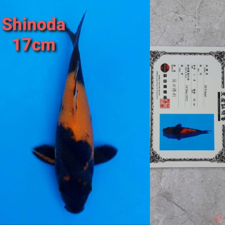 SHINODA HIUTSURI 17CM