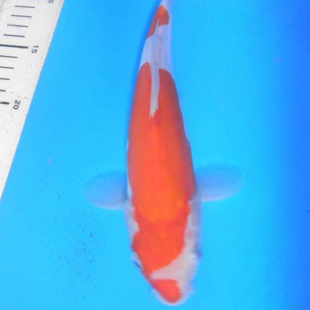 KOHAKU DOITSU, panjang 29cm