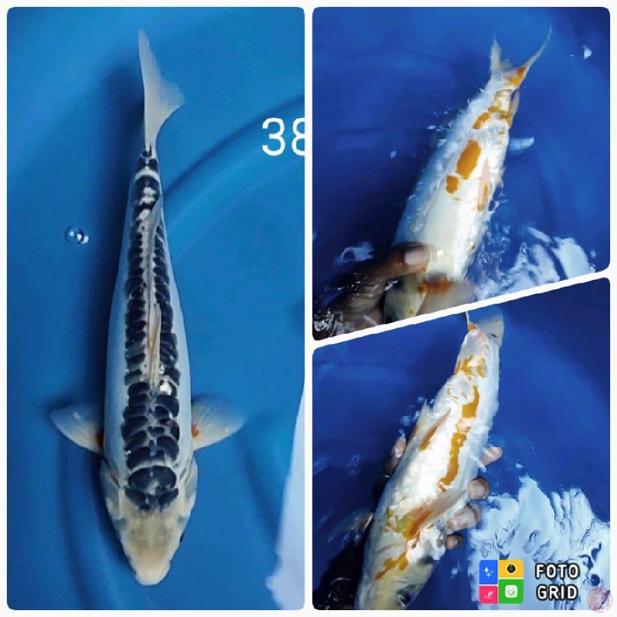 shusui 38cm