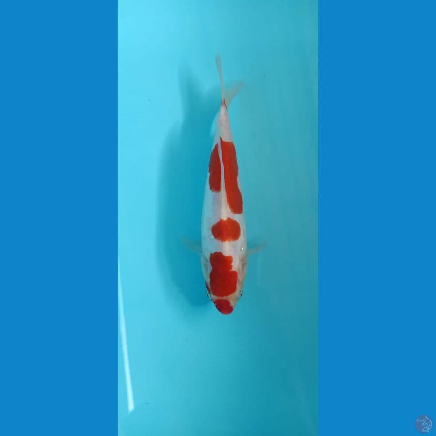 kohaku doitsu