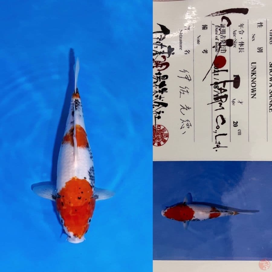 isa showa 33cm