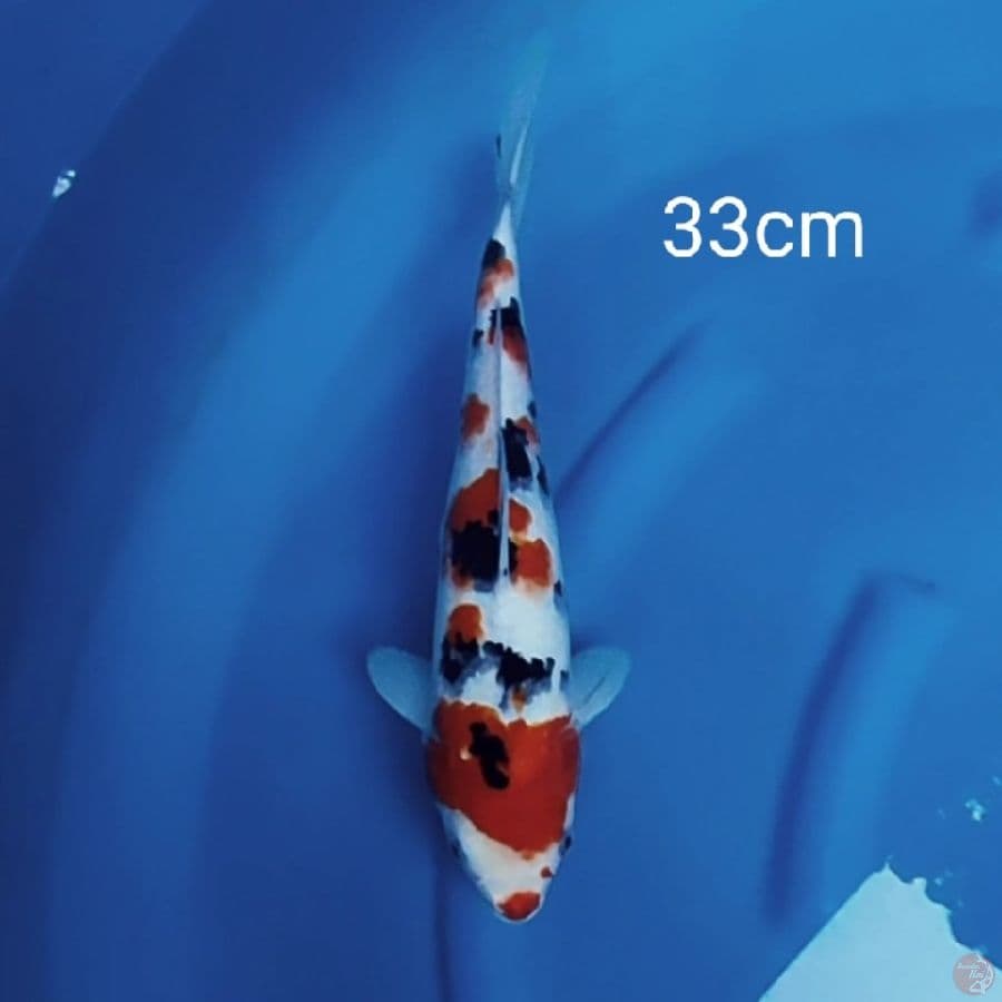 sanke sakura 33cm