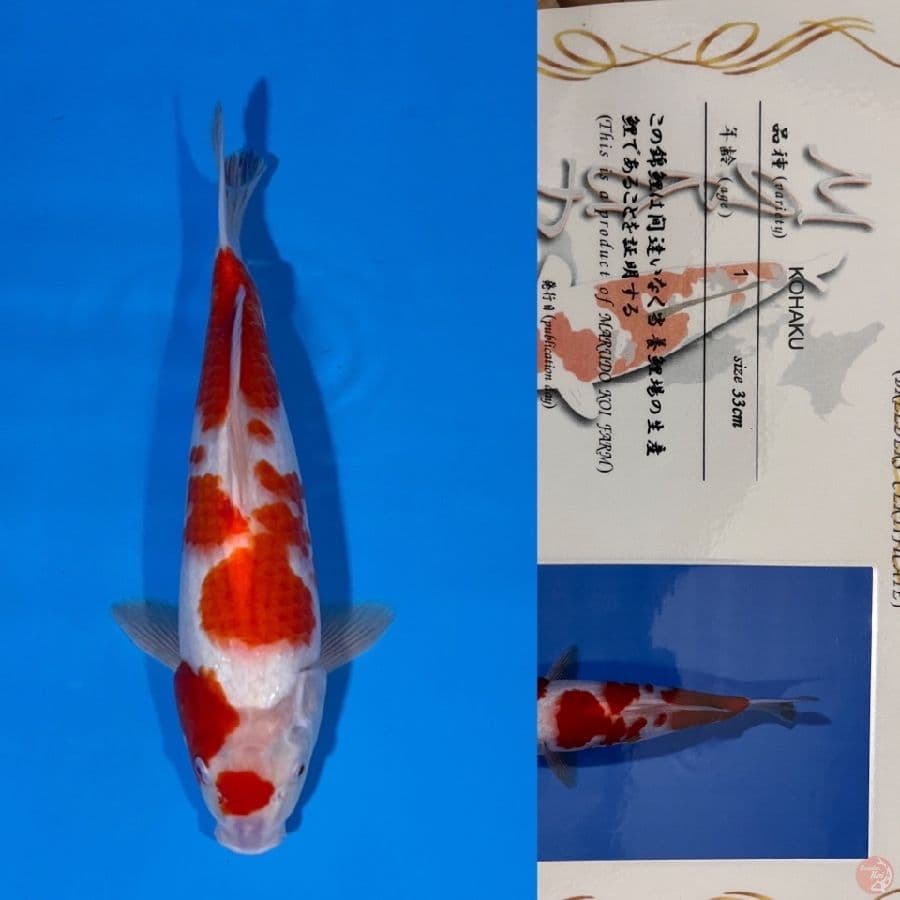 marudo kohaku 35cm