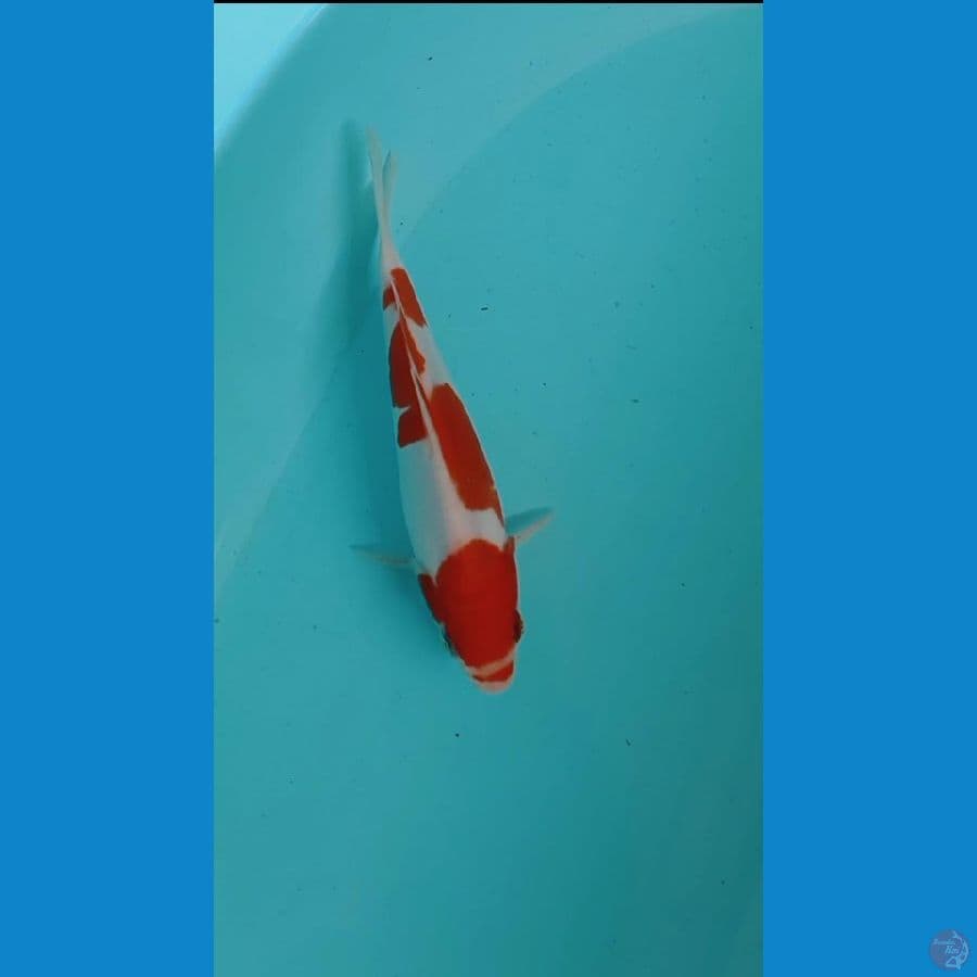 kohaku doitsu