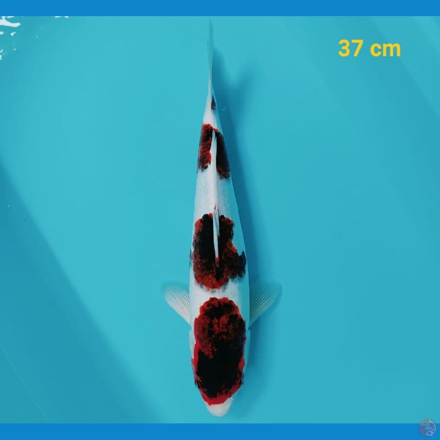 goromo 37 cm