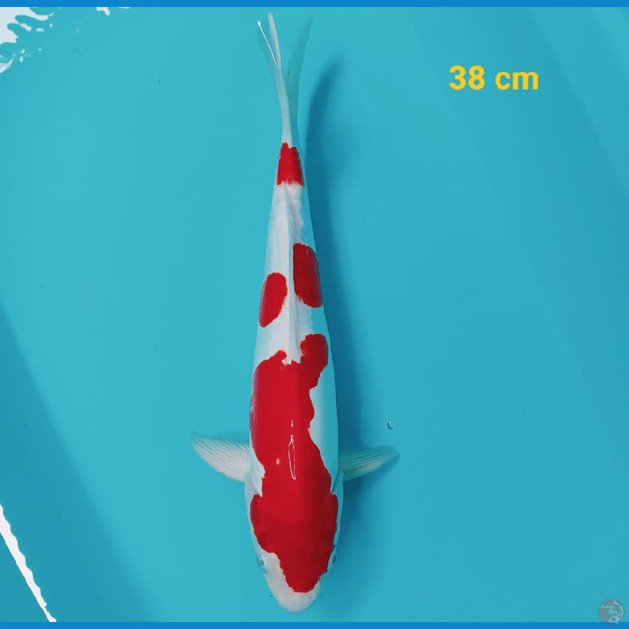kohaku doit 38 cm