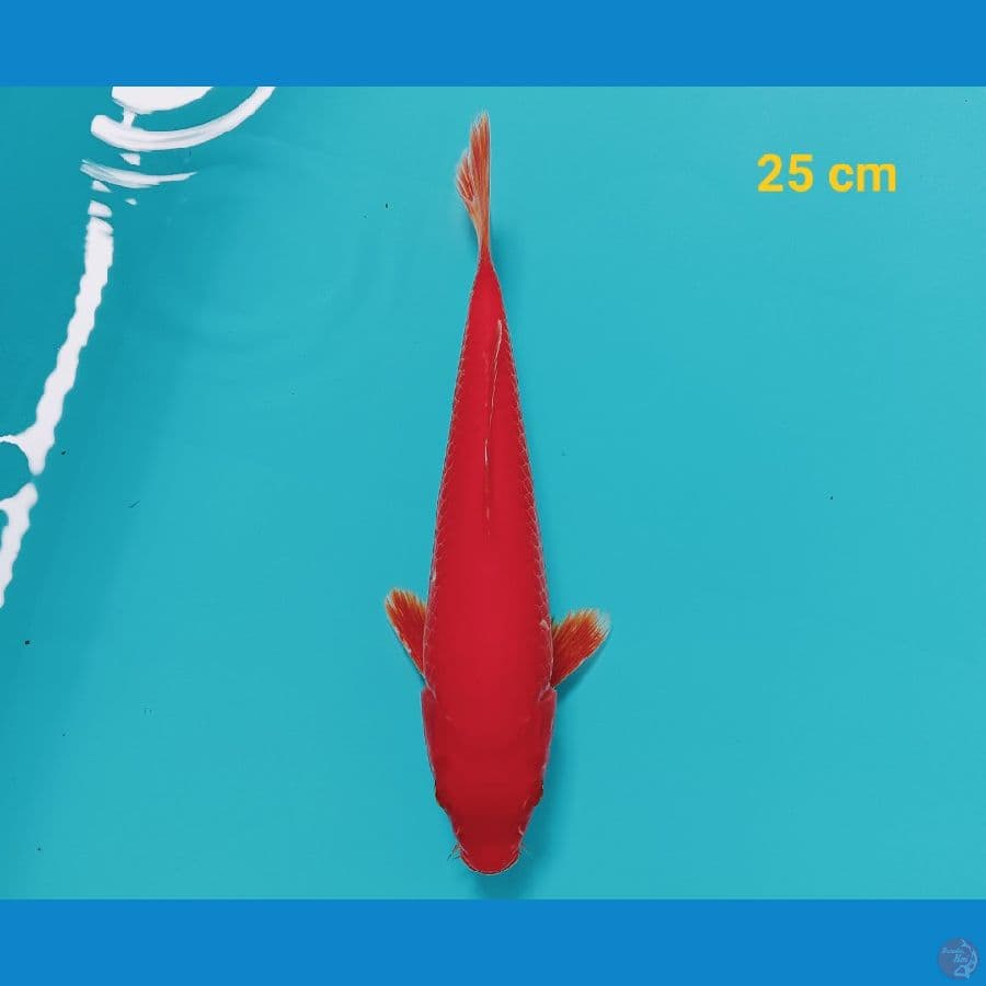 Benigoi 25 cm