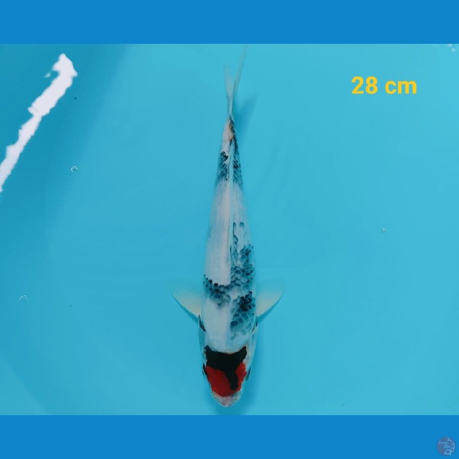 Tancho showa 28 cm