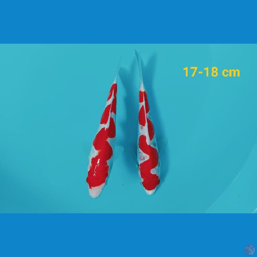 Inazuma 17-18 cm