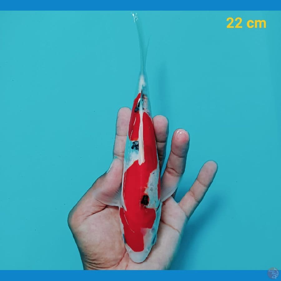 Subosumi sanke doit 22 cm