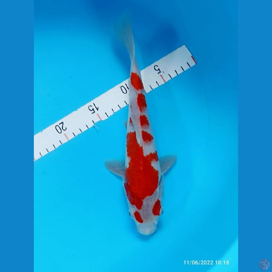 kohaku 30cm bu