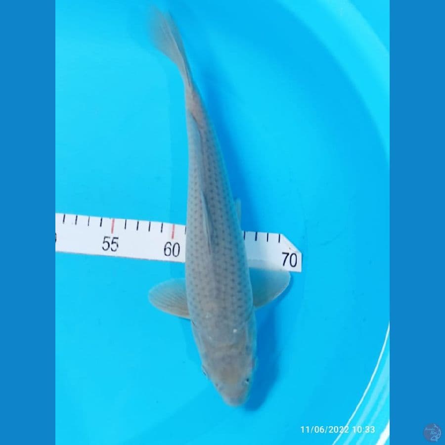 soragoi 33cm