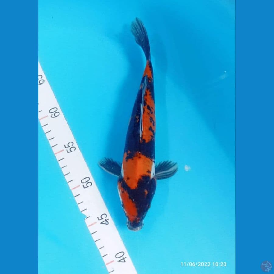 showa Doitsu 27cm